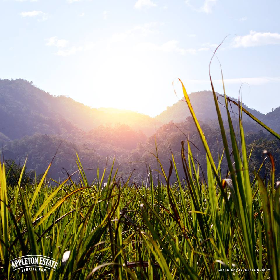 Appleton Estate – Rumová recenze