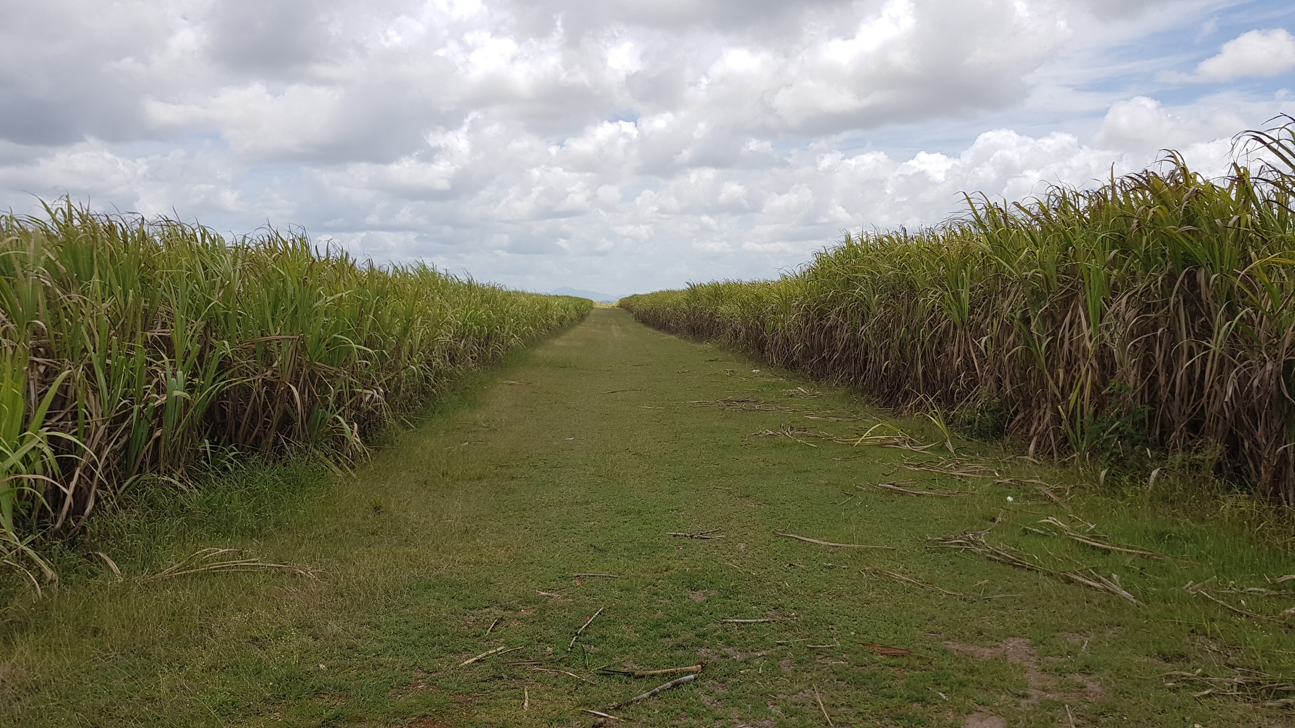 Dominikanska-republika-trtina